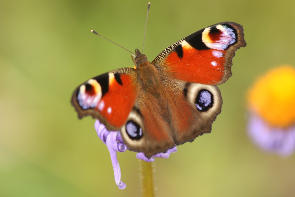 Prodej RD Praha- Vyšehrad