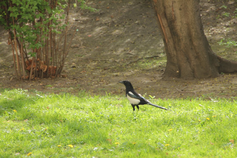 zahradní architekt a stavitel okrasných zahrad Praha