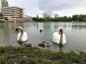 všichni šťastně ženatí a vdaní