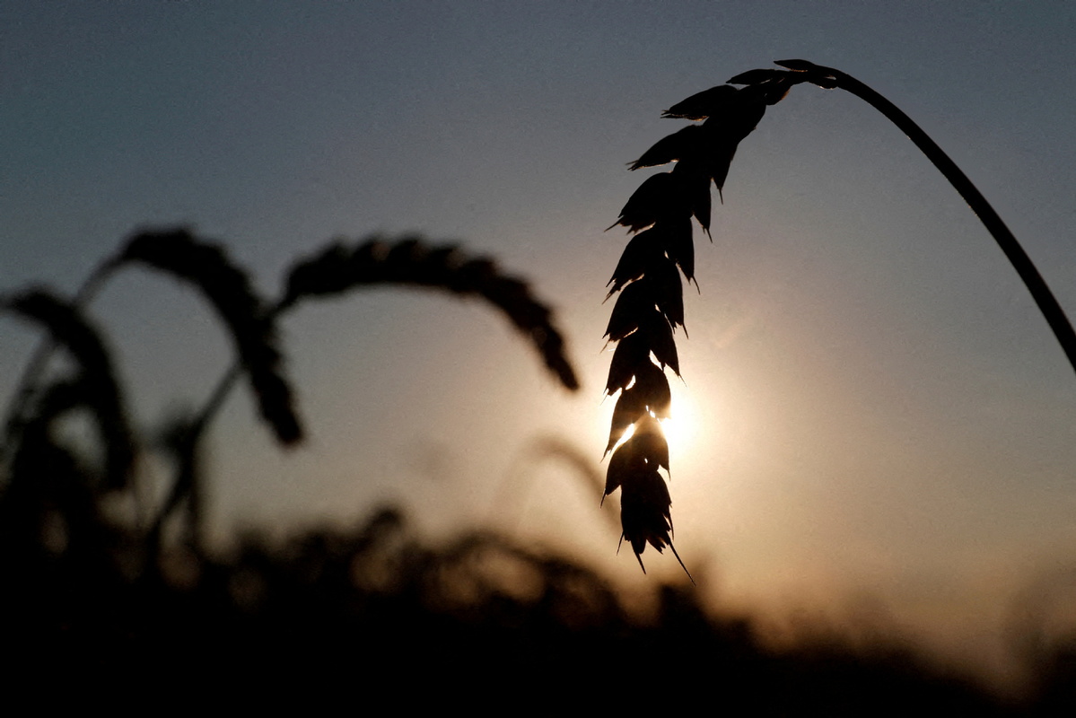 Klasy pšenice jsou vidět na poli poblíž vesnice Hrebeni v Kyjevské oblasti, Ukrajina, 17. července 2020.